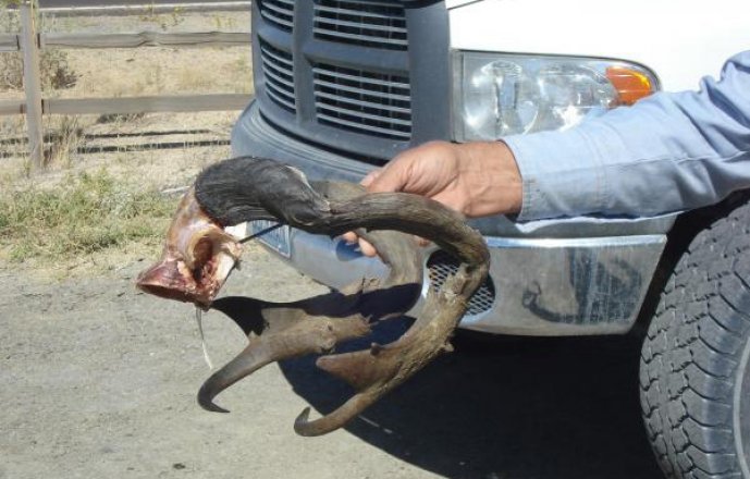 Nontypical antelope horns | goHUNT