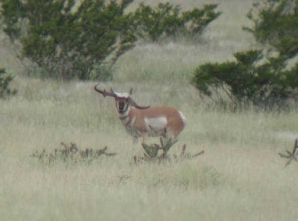 Nontypical antelope horns | goHUNT