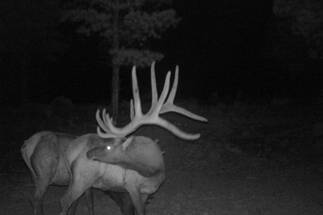 elk on trail camera