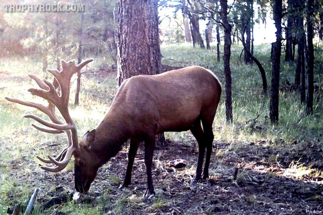 elk on trail camera