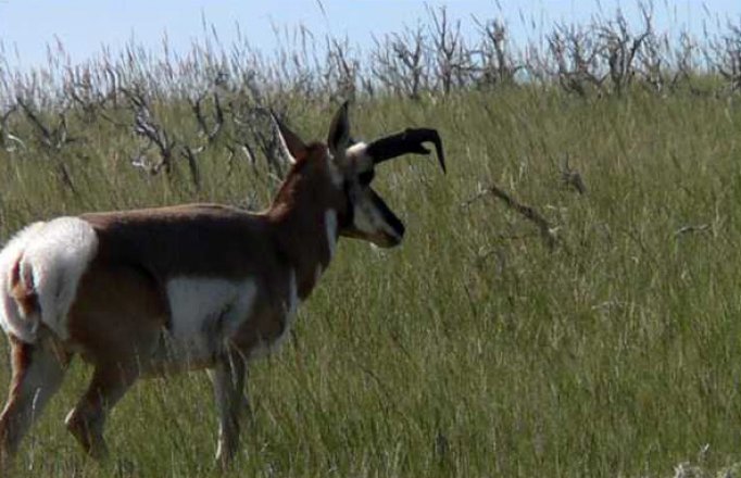 antelope with twisted horns