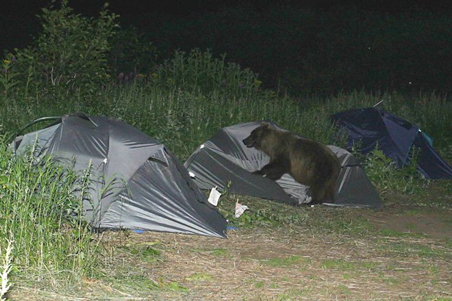 Bears: The last thing you want while camping | goHUNT