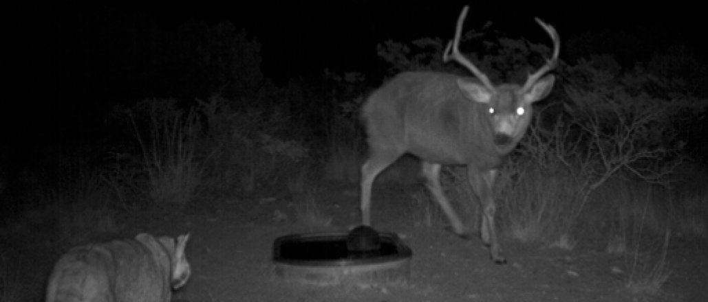 game camera