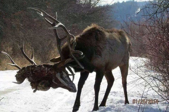 locked up racks gohunt