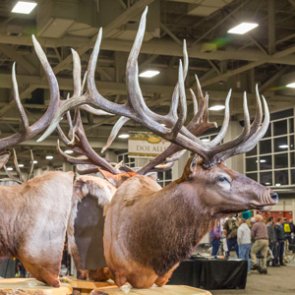 Utah Division of Wildlife under fire for possible corruption