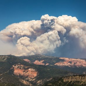 Forests — Don't love them to death
