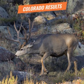 Get your 2018 Colorado deer and antelope results early - but it takes some work