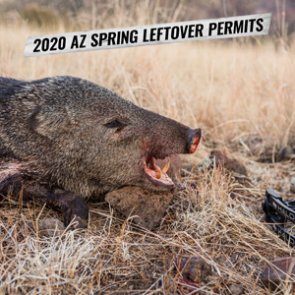 2020 Arizona spring leftover hunting permit list