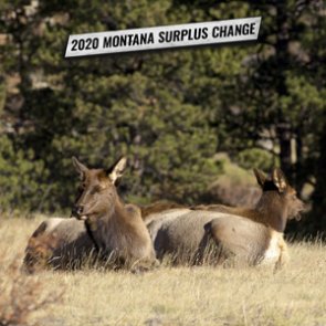 New change to Montana surplus license process for 2020