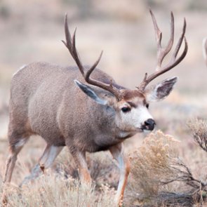 New data gathered on mule deer migration in Navajo Nation
