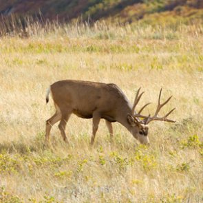 2021 post draw data from Colorado's Secondary Draw now available