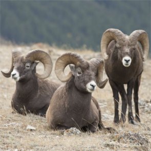 Five Canadian men guilty of poaching bighorn rams