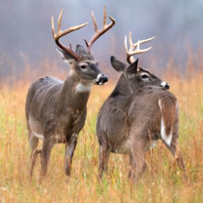 Iowa man sentenced for illegal guiding and outfitting