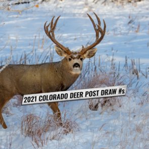 App numbers/point creep after the highly anticipated 2021 Colorado mule deer draw