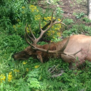 3 year elk journey — lifetime of memories