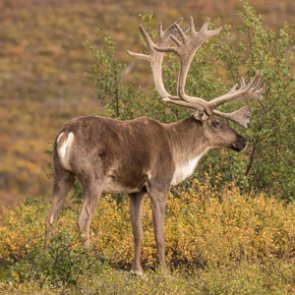 New proposal could close caribou and moose hunts on some federal lands