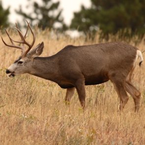 Utah checks on health of Antelope Island mule deer