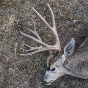 What happened to mule deer in Colorado and what does the future hold?