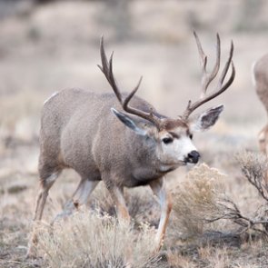 Arizona man charged with poaching mule deer
