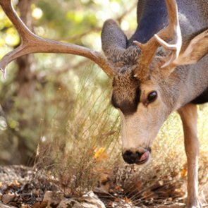 Arizona poacher fined $16,000