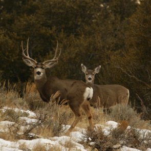 Arizona focuses efforts on restoring habitat