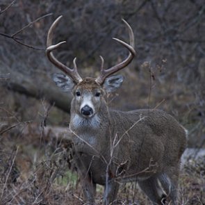 “Dead” deer kills hunter