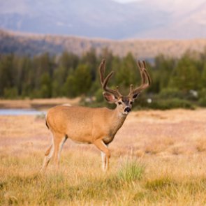 B&C finds big game populations healthy and thriving