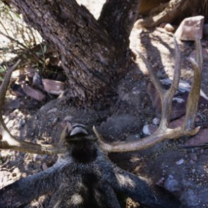 No time to hunt? The balance between the sacrifice and the reward