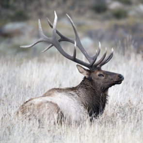Do land access fees hurt wildlife?