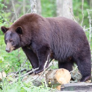 Florida abandons science to shut down bear hunting