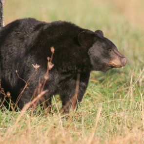 Two men caught on trail camera poaching black bear sow and cubs