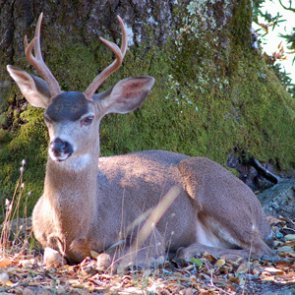British Columbia town uses immuno-contraception to control blacktail deer population