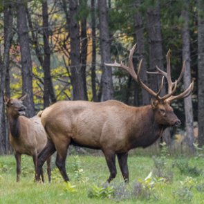 Effect of beetle-killed trees on elk hunters