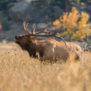 Sportsmen’s groups fight for public lands