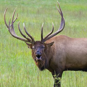 Elk numbers across 6 states