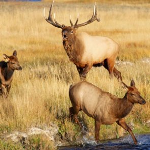 Male/female ratios: What does it mean for hunters?