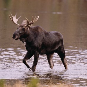 Bowhunter faces backlash