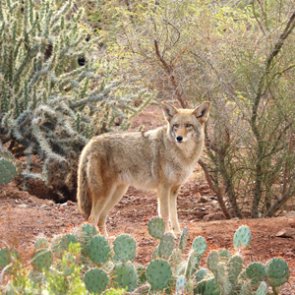 California becomes first state to ban commercial fur trapping