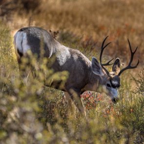 New executive order helps Colorado big game