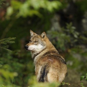 NYT best-selling author throws BIG money at Colorado wolf ballot proposal