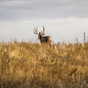 Could the solution to CWD be in the soil?