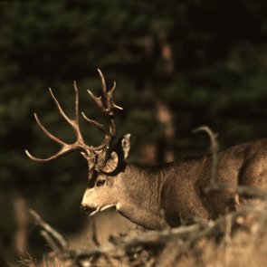 New bill on deck to combat CWD
