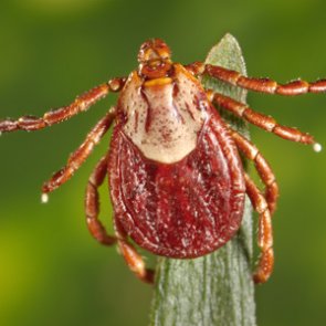 Tick awareness and prevention for hunters