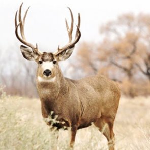 Not the bucks you are looking for?