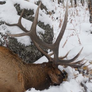 Existing Colorado OTC elk opportunities for 2020