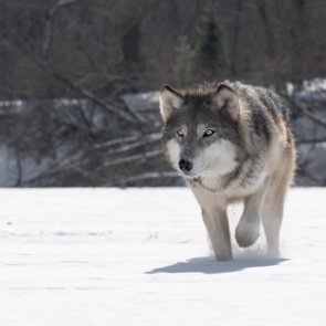 Colorado wolf ballot may have enough support