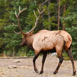 Idaho nonresident deer/elk tags currently unavailable as second tags