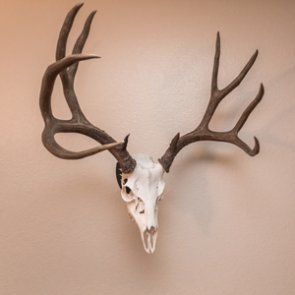 DIY Taxidermy: European skull mount
