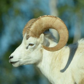 Wild Sheep Foundation wants domestic sheep and goats regulated in Alaska