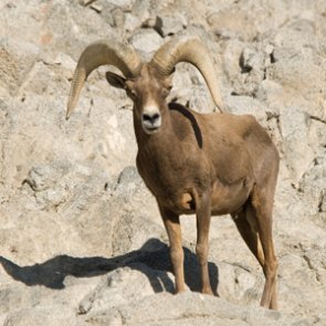 APPLICATION STRATEGY 2017: Arizona Deer, Sheep and Bison